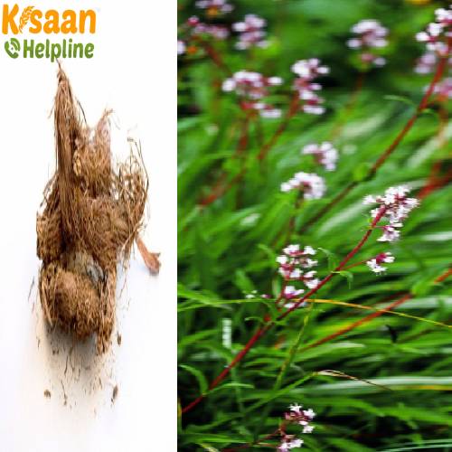 Jatamansi (जटामांसी)